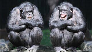 YOU LAUGH YOU LOSE | DANK, FUNNY
