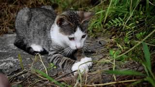 Playful kitty  - pisicuta jucausa