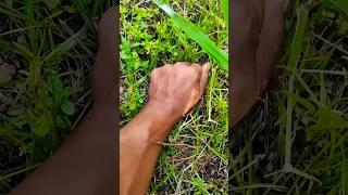 Cool, bright greeninsect#insects#nature#acapella154KPublic
