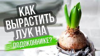 Лук на подоконнике. В земле, песке или опилках? Наш эксперимент