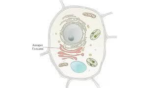 Строение растительной клетки