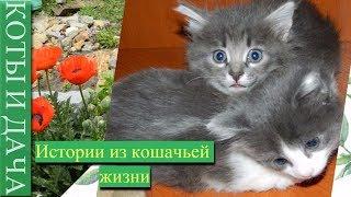 #истории из кошачьей жизни #3 Смешные кошки приколы про кошек и котов.