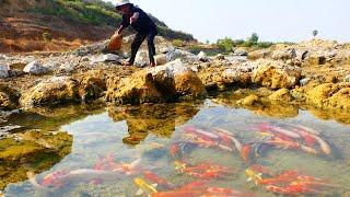 amazing! found alots of japan koi fish and orenda red carp fish to raising