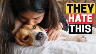 7 Things People Do That Beagles Can't Stand