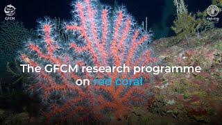 The GFCM research programme on red coral