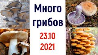 Какие грибы в лесу 23 октября 2021г.