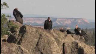 Flying giants--rare California condors return to Utah skies