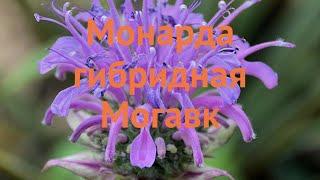 Монарда гибридная Могавк (monarda-gibridnaya-mogavk)  обзор: как сажать, саженцы монарды Могавк