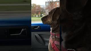 Driving Ms.Lucy