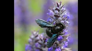 Menekşe (Mor) Marangoz arı | Xylocopa Violacea