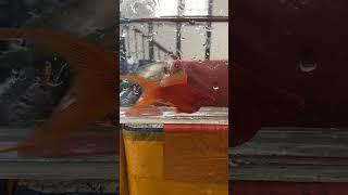82 guppy shs #aquarium #guppy #fish