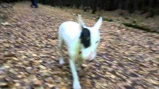 Bull Terrier. Moscow. Autumn. Forest.