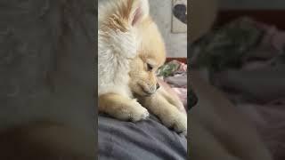 Спасибо за подписку. #dog #pomeranian #pets #funnydog #puppy #собака #pomchipuppy #funny #