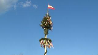 Maifest mit Maibaumaufstellen in Wiener Neudorf