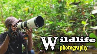 wildlife photography video|#wildlife#nature#wildlifephotography