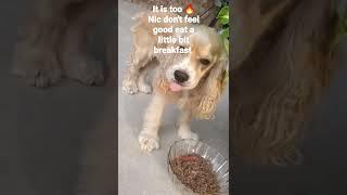 Cocker-spaniel got sick from the heat #Nic#shorts #cockerspaniel #dogs #familydog