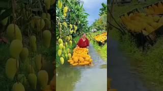 modern technique with mango   farming | mango  farming #mango_fruit #mango #ytshort #shorts