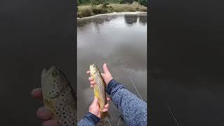 Realised I say yes every time I hook a fish.!