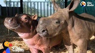 Baby Hippo and Orphaned Rhino Fall In Love With Each Other | The Dodo Odd Couples