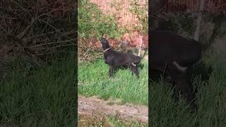 А куда направлено втое внимание? #sheep #animals #животные #овцы #nature #арашан #гиссар #village