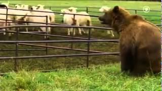 Sheepdog saves his flock from a bear attack