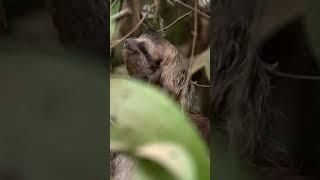 The Eye-Opening Reality of a Speedy Sloth: Can Slow Creatures Truly Dash @Short @AnimalHT2721