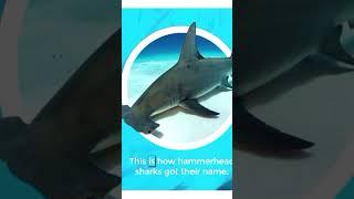 Hammer Head Sharks @o3mytv #readaloudbooksforchildren #shark