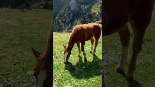 Relaxing Walk in Vall De Nuria   #walking4k  #españa   #spain   #pyrenees  #relaxing #walk   #travel