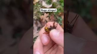 Honey bee has giant stinger!  #entomology