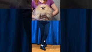 Танцы для всех - даже для собак #irishdance #irishdancevideo #ирландскиетанцы #pomeranian #шпиц