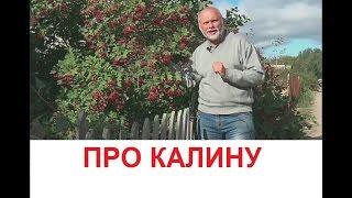 О калине