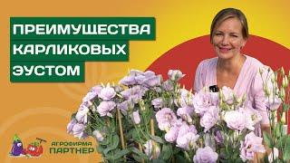 ОБЗОР НИЗКОРОСЛЫХ СОРТОВ ЭУСТОМЫ