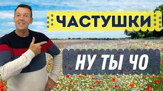 Частушки "Ну ты чо?". Гармонист. Владимир Кузнецов. День пожилых людей.