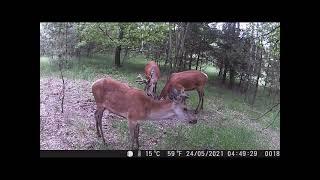 Trail Cam | salt lick visitors