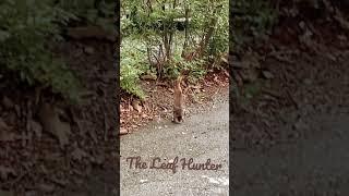 The Leaf Hunter