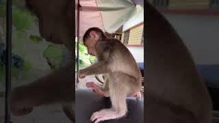 Hello icy baby monkey so cute #bae3 #icy #animals #home #cute #shorts #reels #monkeys