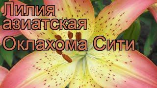 Лилия азиатская Оклахома Сити  обзор: как сажать, луковицы лилии Оклахома Сити