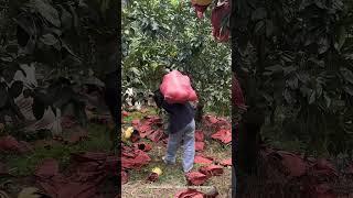 single shoulder carrying bagged pomelos !