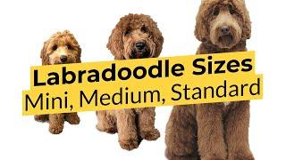 What Labradoodle Size is Best?  Mini  Medium  Standard