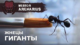 БОЛЬШИМ МУРАВЬЯМ БОЛЬШОЙ ФОРМИКАРИЙ | Giant harvester ant | Messor arenarius