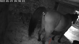 Horse taking a massive shit 3