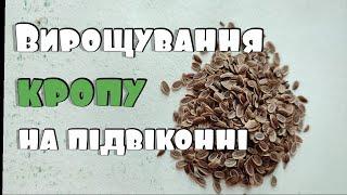 Вирощування кропу на підвіконні| Як вирощувати кріп на підвіконні| Город на балконі та на підвіконні