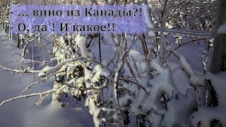 - ... вино из Канады?! - О, да! И какое!!/ - .. wine from Canada?! - oh, yeah, THE wine (Eng subs)