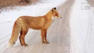 The fennec fox is a small species of fox found in the deserts of North Africa