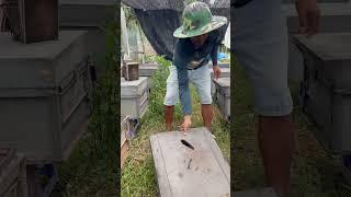 clean beehive #beehive #honeybeedance
