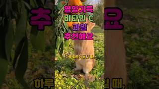 매일 먹어도 맛있는 비타민C. 과일정보 .면역력 강화. 노화방지