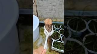 Stronger Than a Lock? This Old Knot Will Blow Your Mind #knot #rope #knowledge