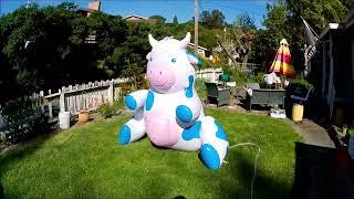 Blowing up and trying out my BigMouth Inflatable Cow Sprinkler