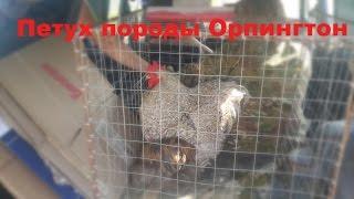 Петух породы Орпингтон.Как отличить цыплят петух или курочка .