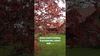 A matching tree for your roof #matchingcolors #redtree #landscapedesign #rooftop